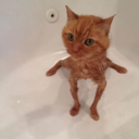 ::cattos29::