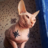 Damian_Claimore